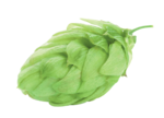 Hopfen